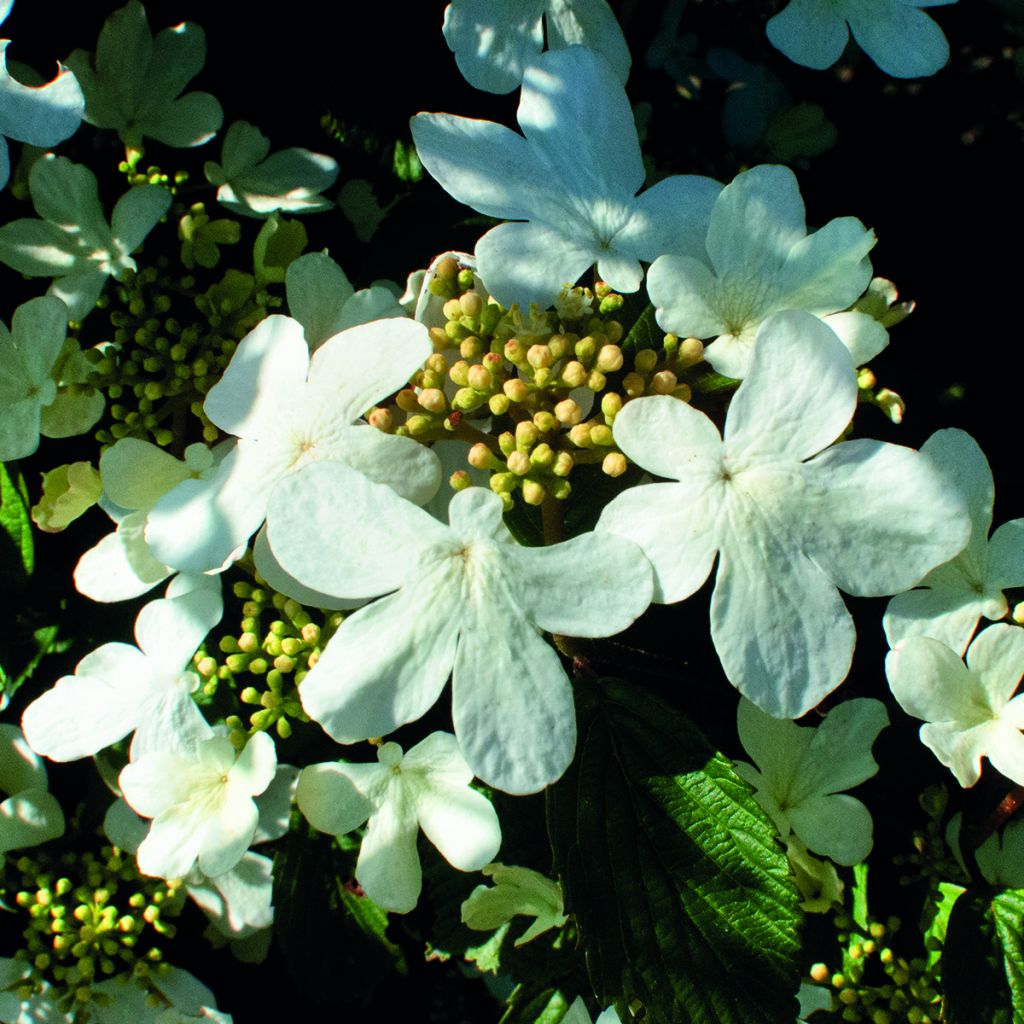 Viorne - Viburnum plicatum Shirogami