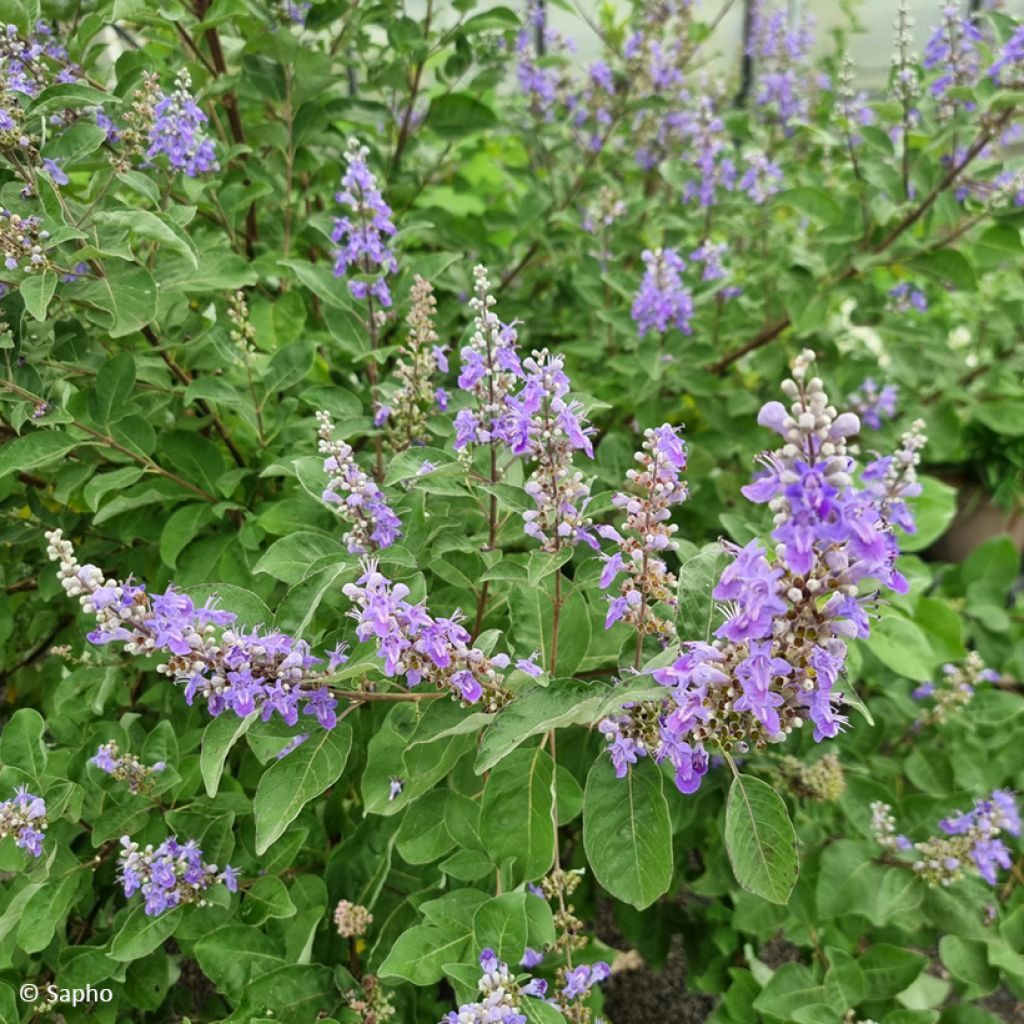 Vitex x agnus-castus Chicagoland Blues - Gattilier