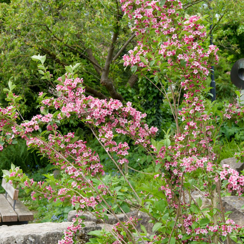 Weigela florida Rosea - Weigélia
