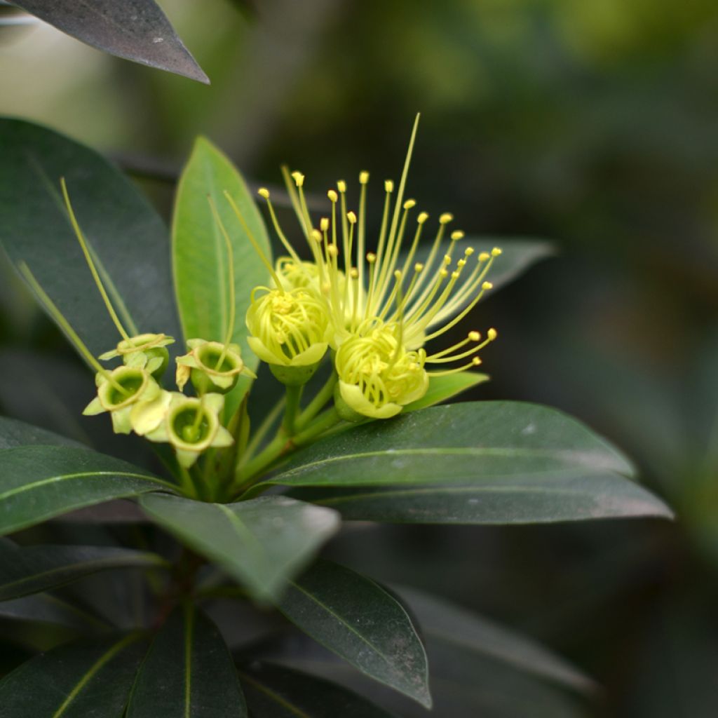 Xanthostemon chrysanthus - Penda doré