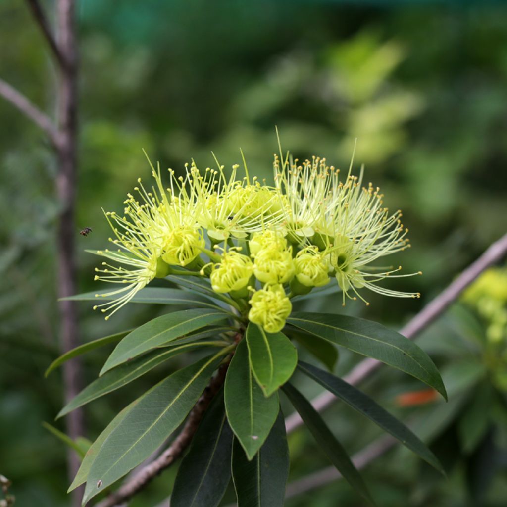 Xanthostemon chrysanthus - Penda doré