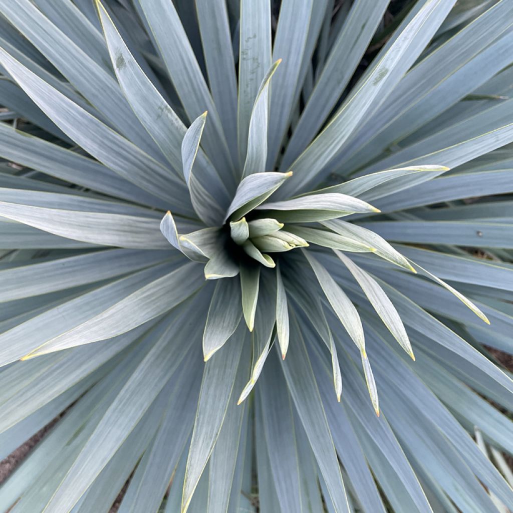 Yucca hybride French Flag