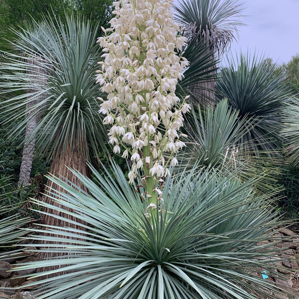 Yucca linearifolia - Yucca à feuilles linéaires
