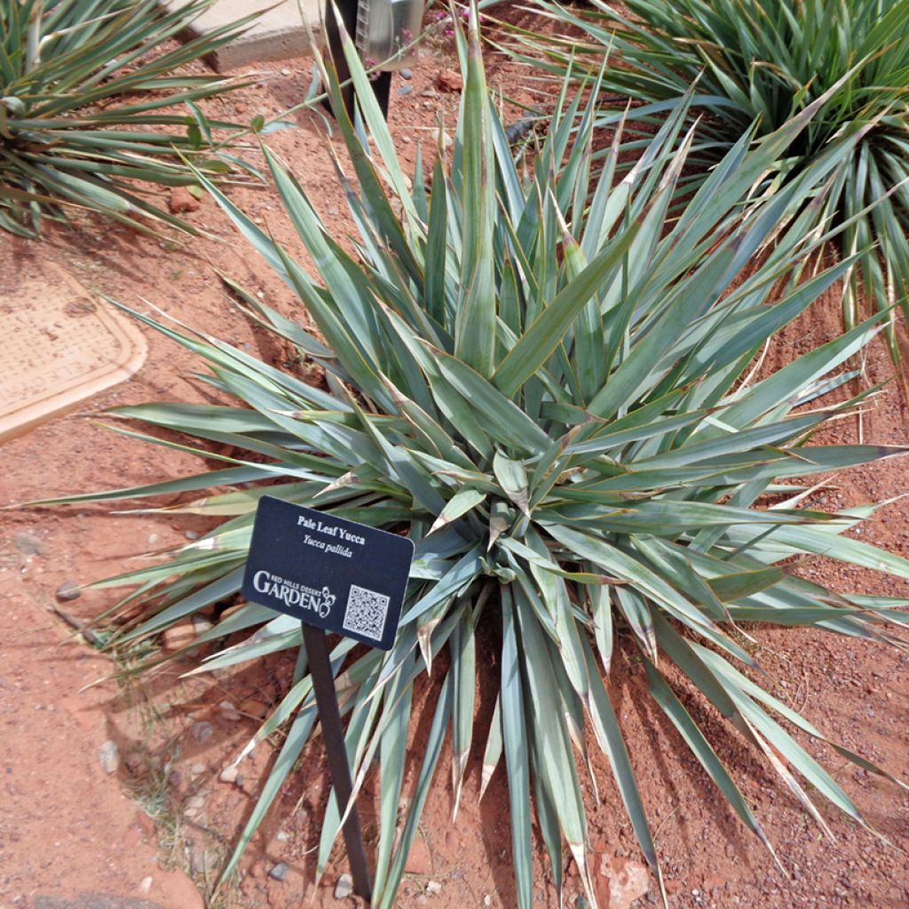 Yucca pallida