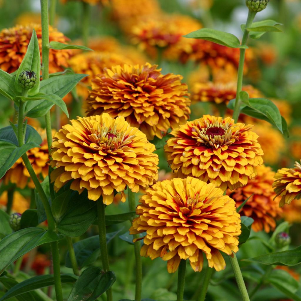 Graines de Zinnia elegans Macarenia