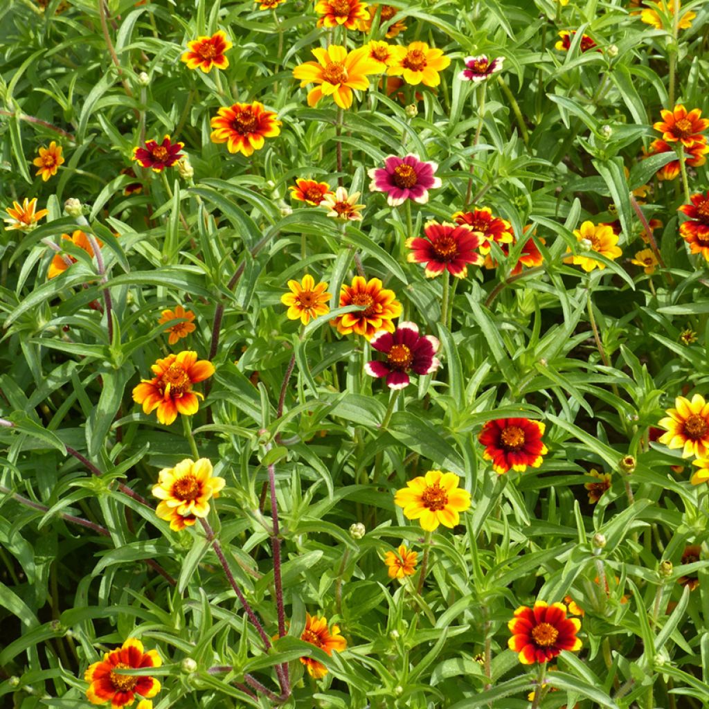 Graines de Zinnia Persian Carpet