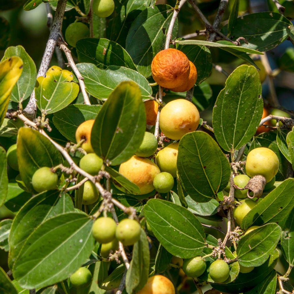 Ziziphus spina-christi - Jujubier épine du Christ