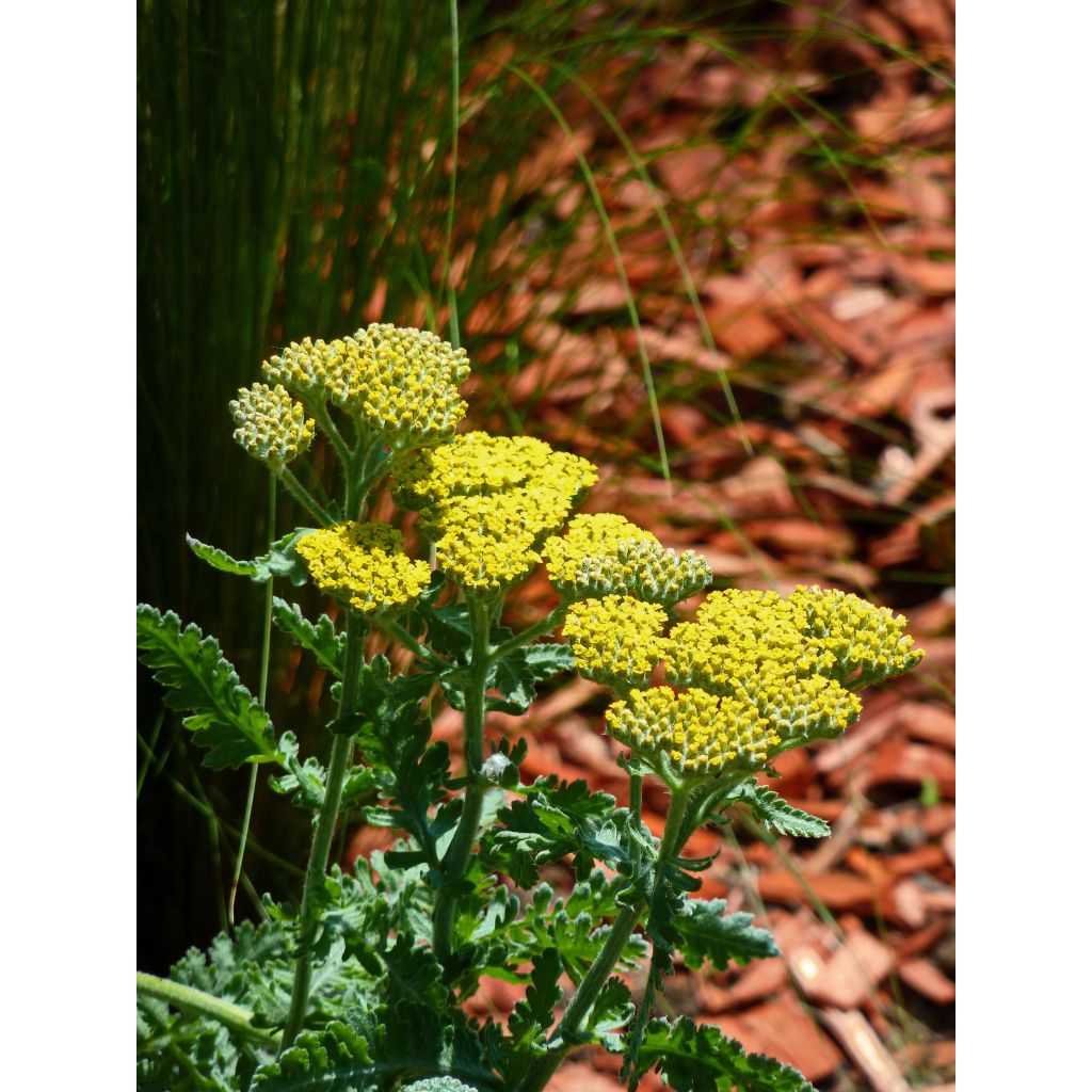 Achillea hybride Little Moonshine
