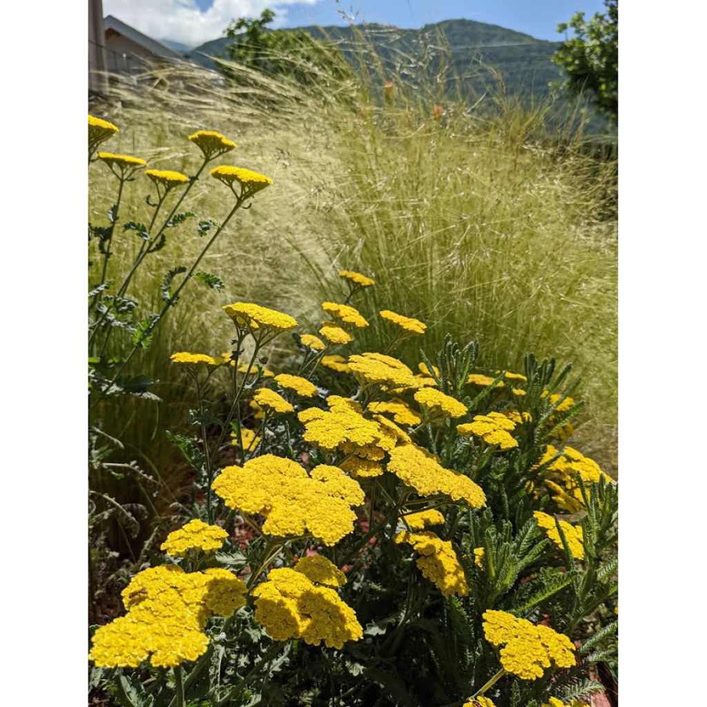 Achillea hybride Little Moonshine
