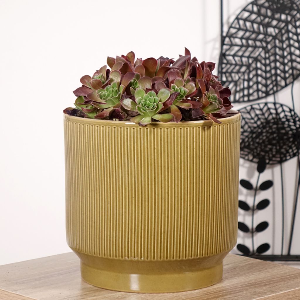 Aeonium arboreum Phoenix Flame - Aeonium en arbre