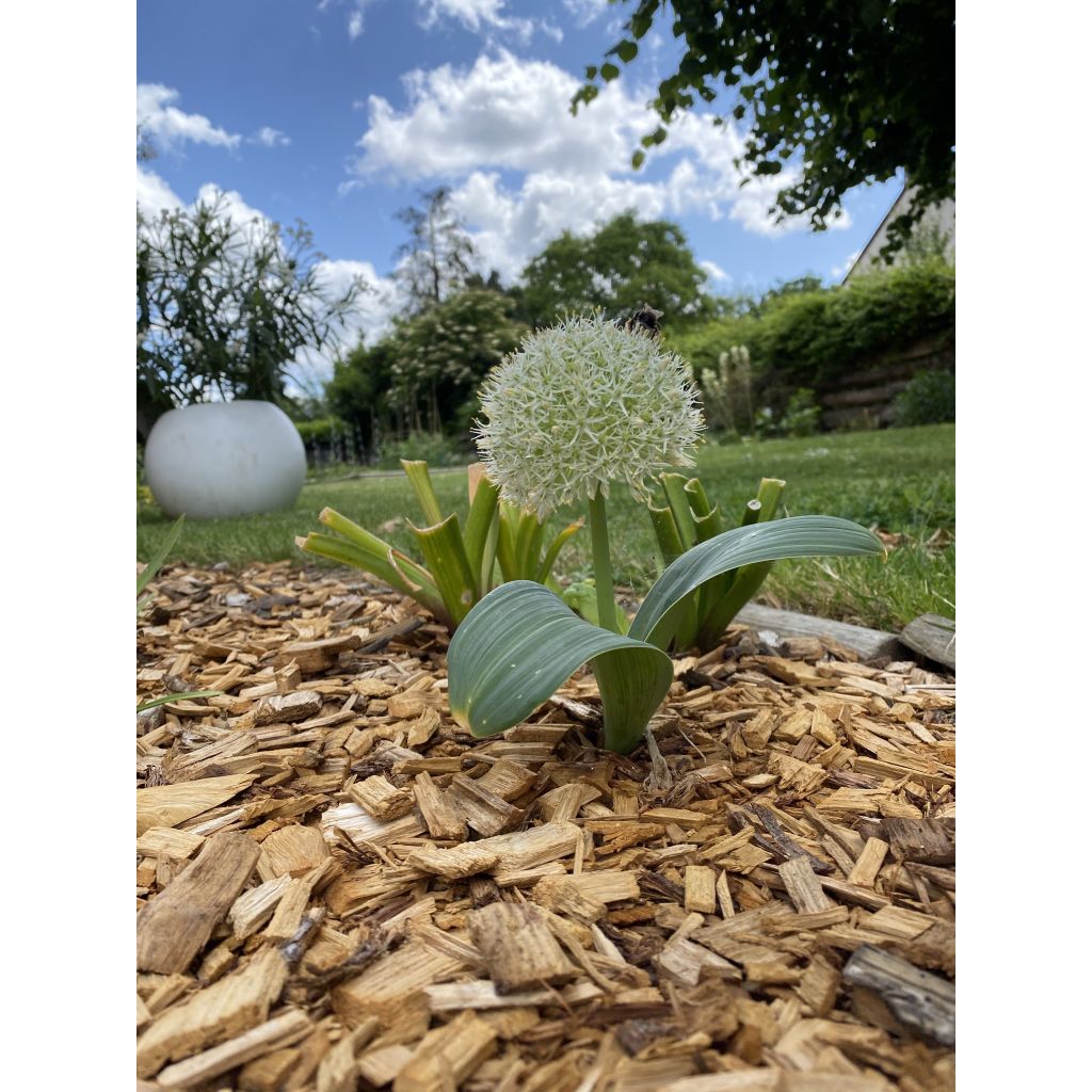 Ail d'ornement - Allium karataviense Ivory Queen