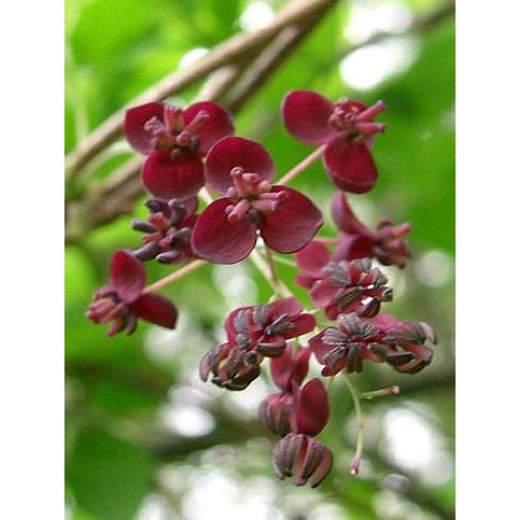 Akebia pentaphylla - Akebie hybride