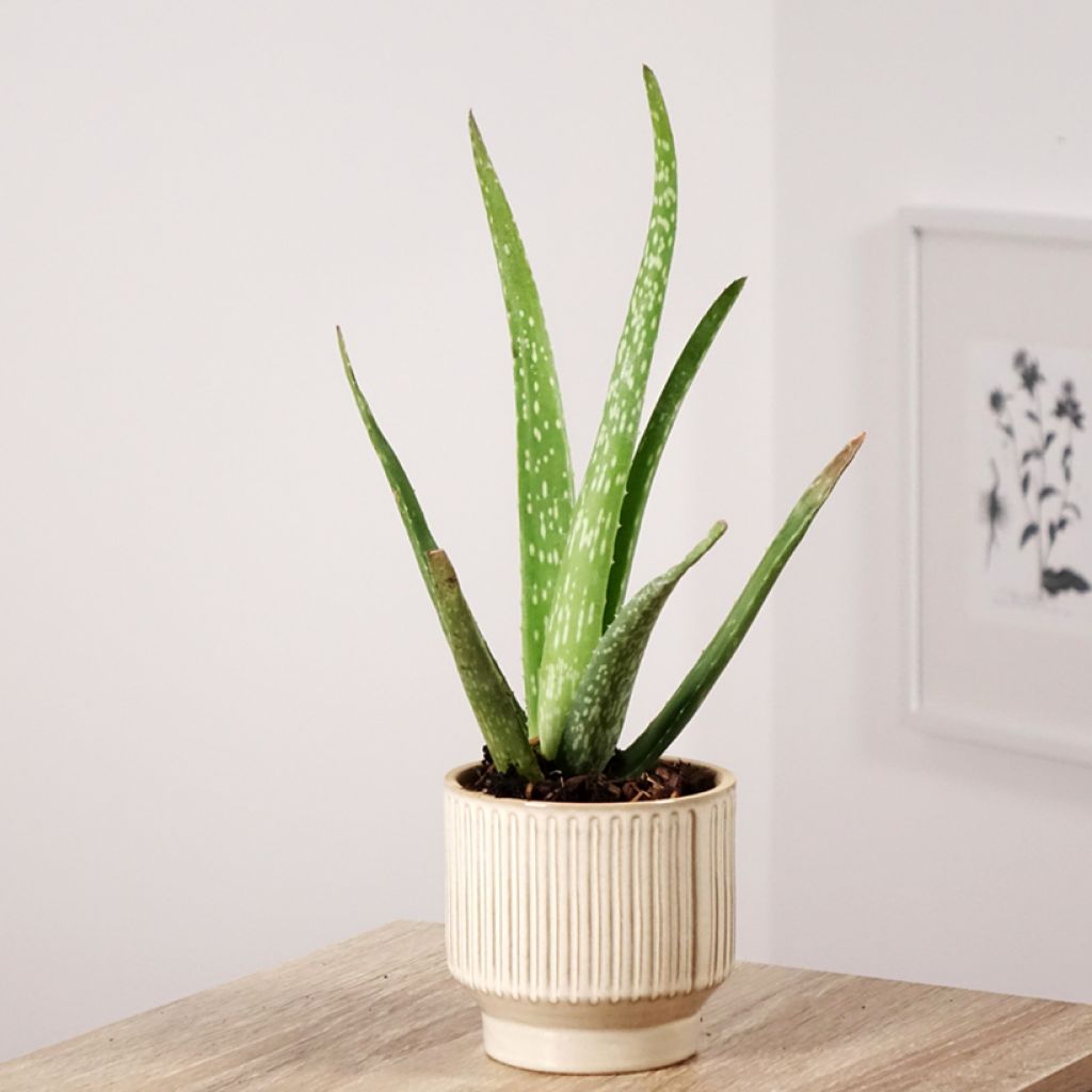 Aloe vera - Aloes des Barbades