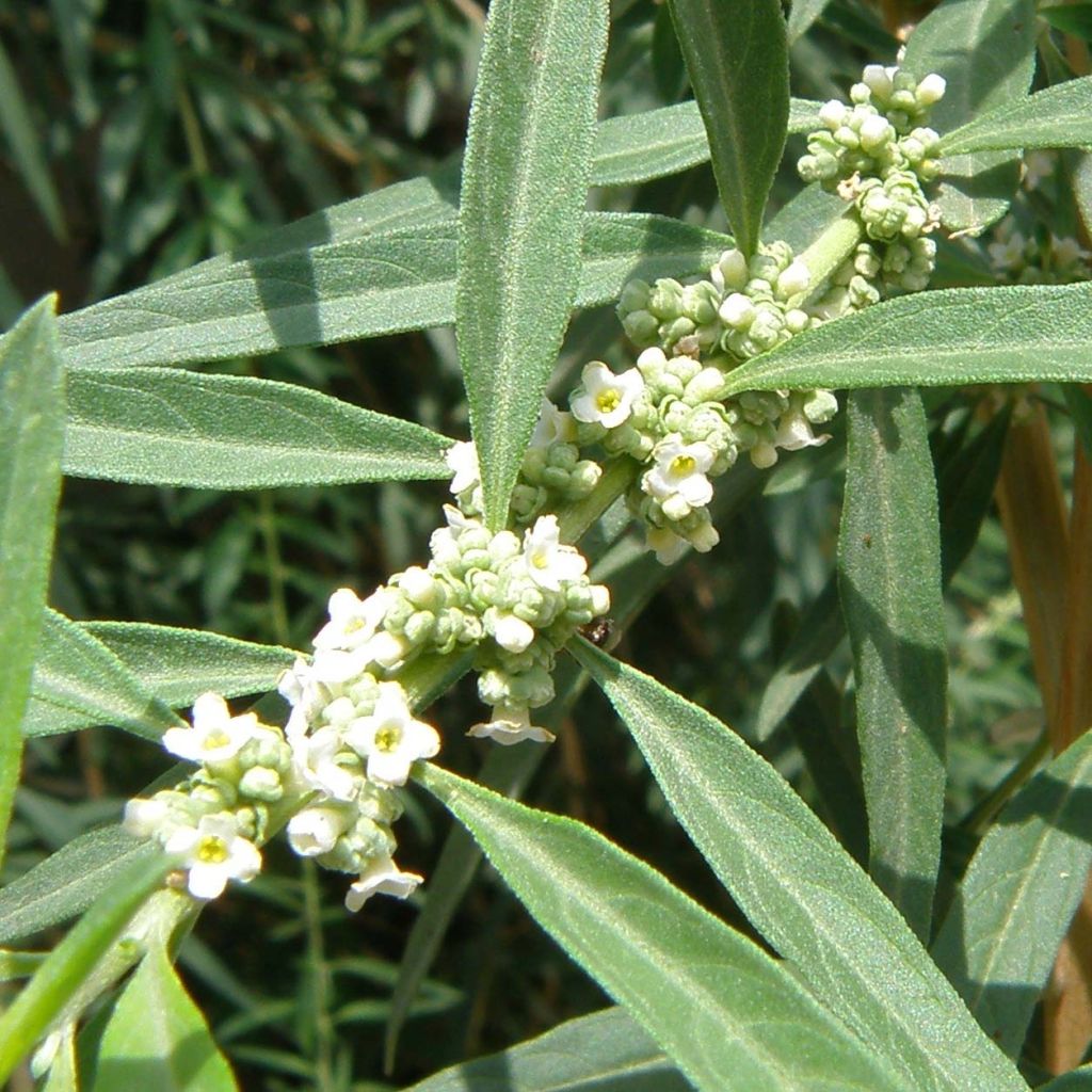 Verveine d'Argentine - Aloysia polystachya