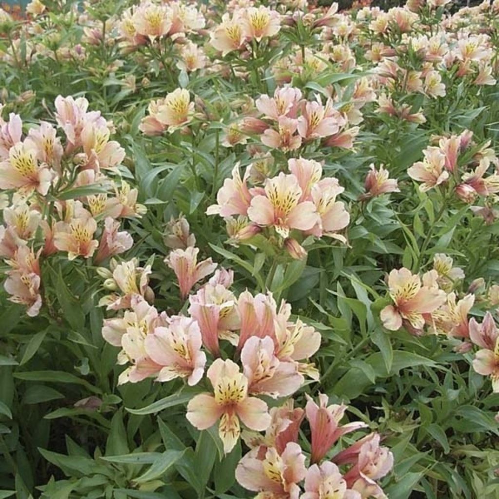 Alstroemère - Alstroemeria Inca Ice