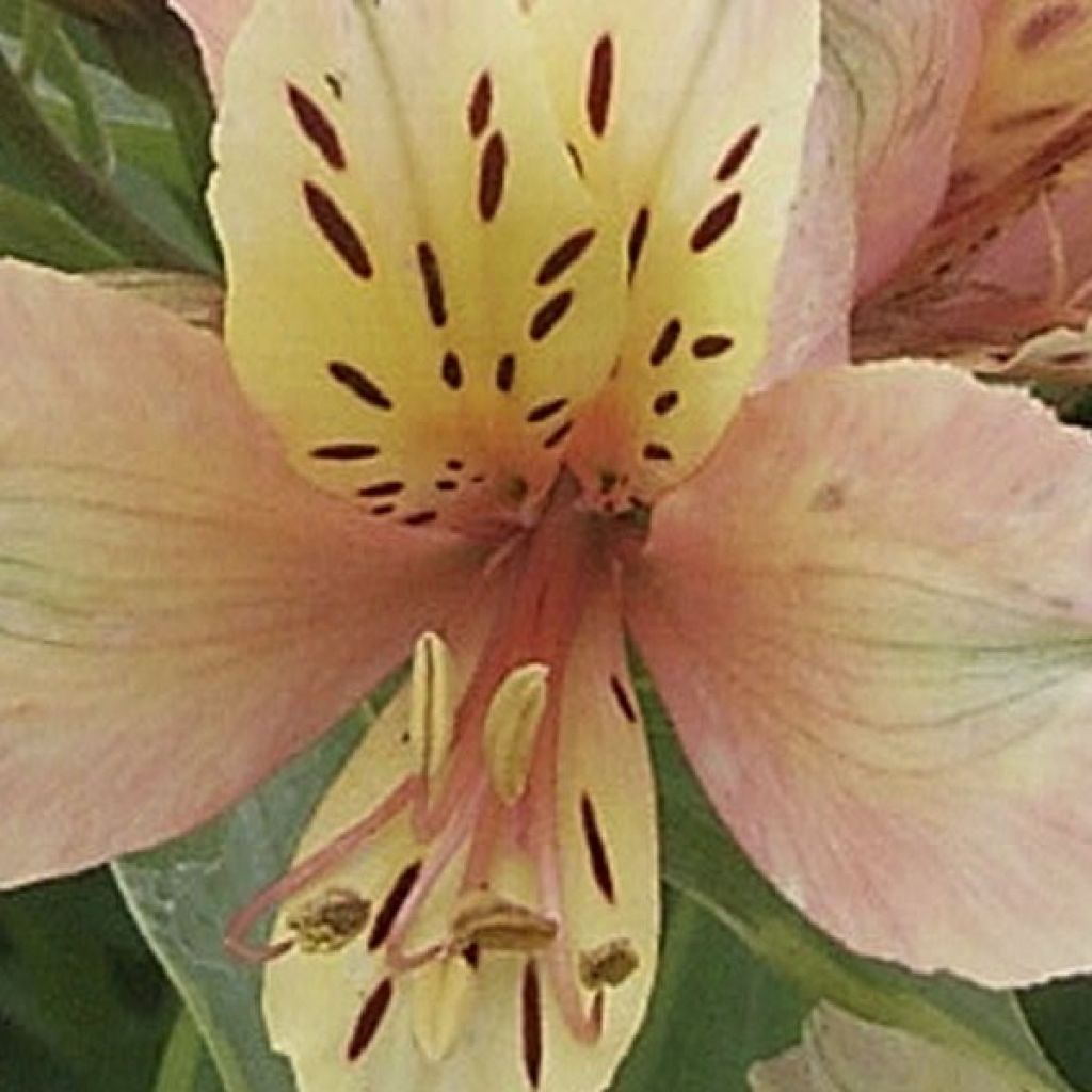 Alstroemère - Alstroemeria Inca Ice