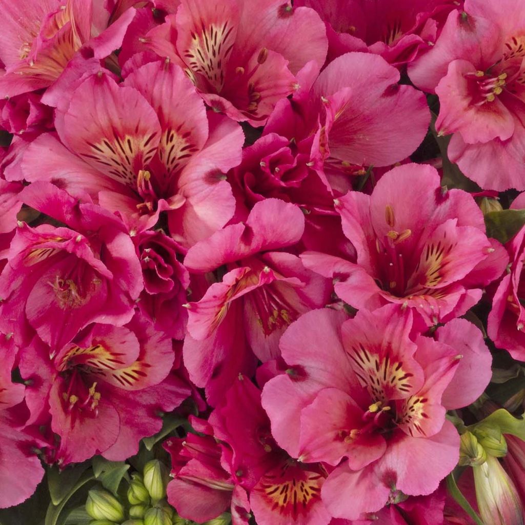 Alstroemeria Inticancha Sun Malaga - Lis des Incas