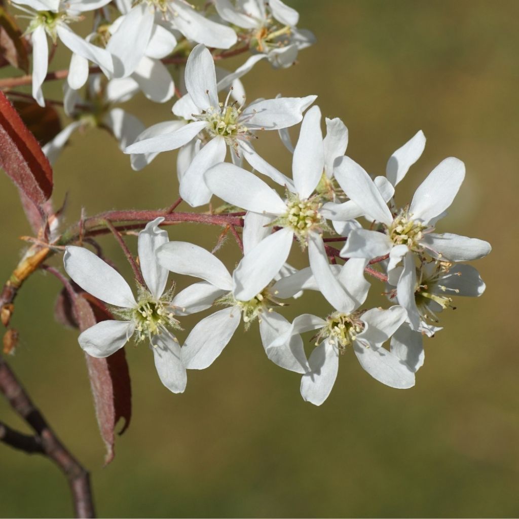 Amelanchier lamarckii - Amélanchier de Lamarck