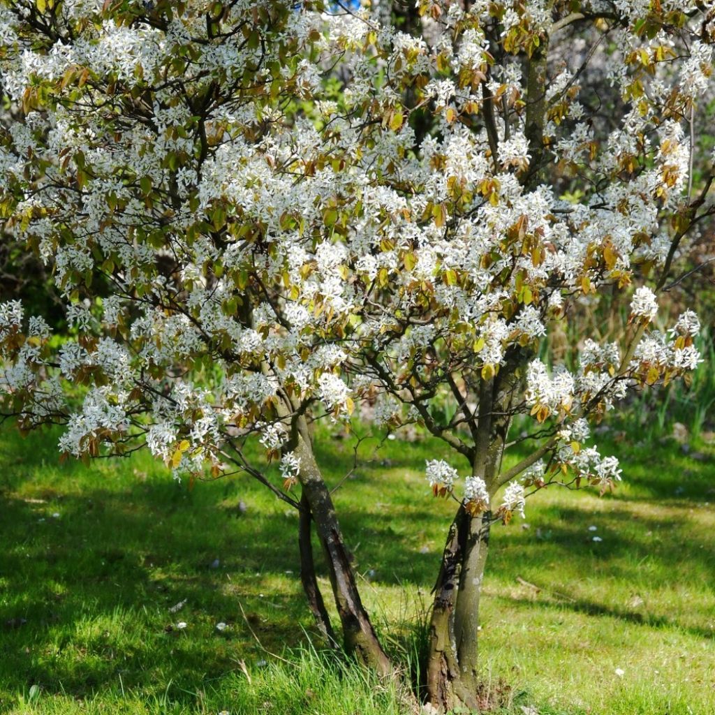 Amelanchier lamarckii - Amélanchier de Lamarck