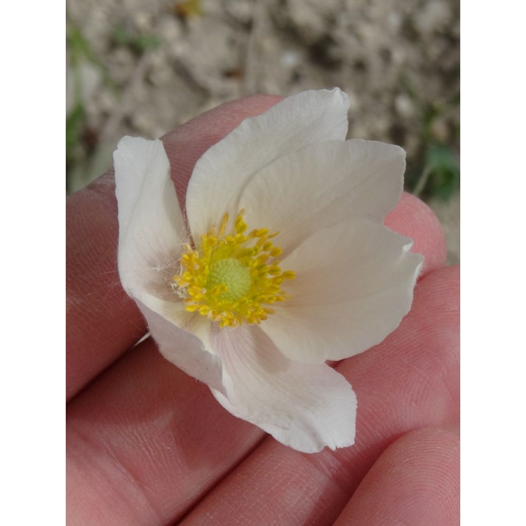 Anémone sauvage - Anemone sylvestris