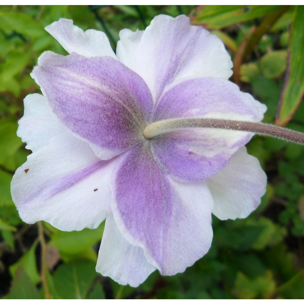 31-08-16 (plantée Mars2016)