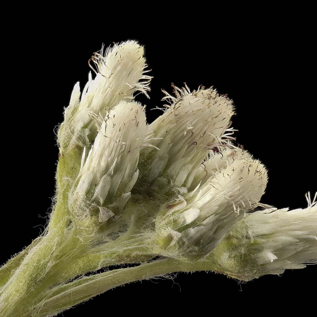 Antennaria plantaginifolia - Antennaire à feuilles de plantain