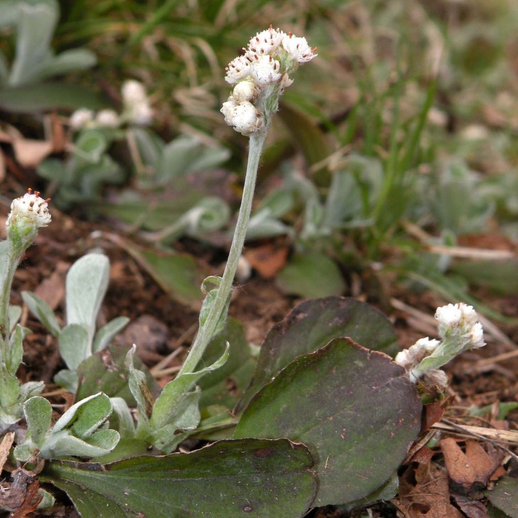 Antennaria plantaginifolia - Antennaire à feuilles de plantain