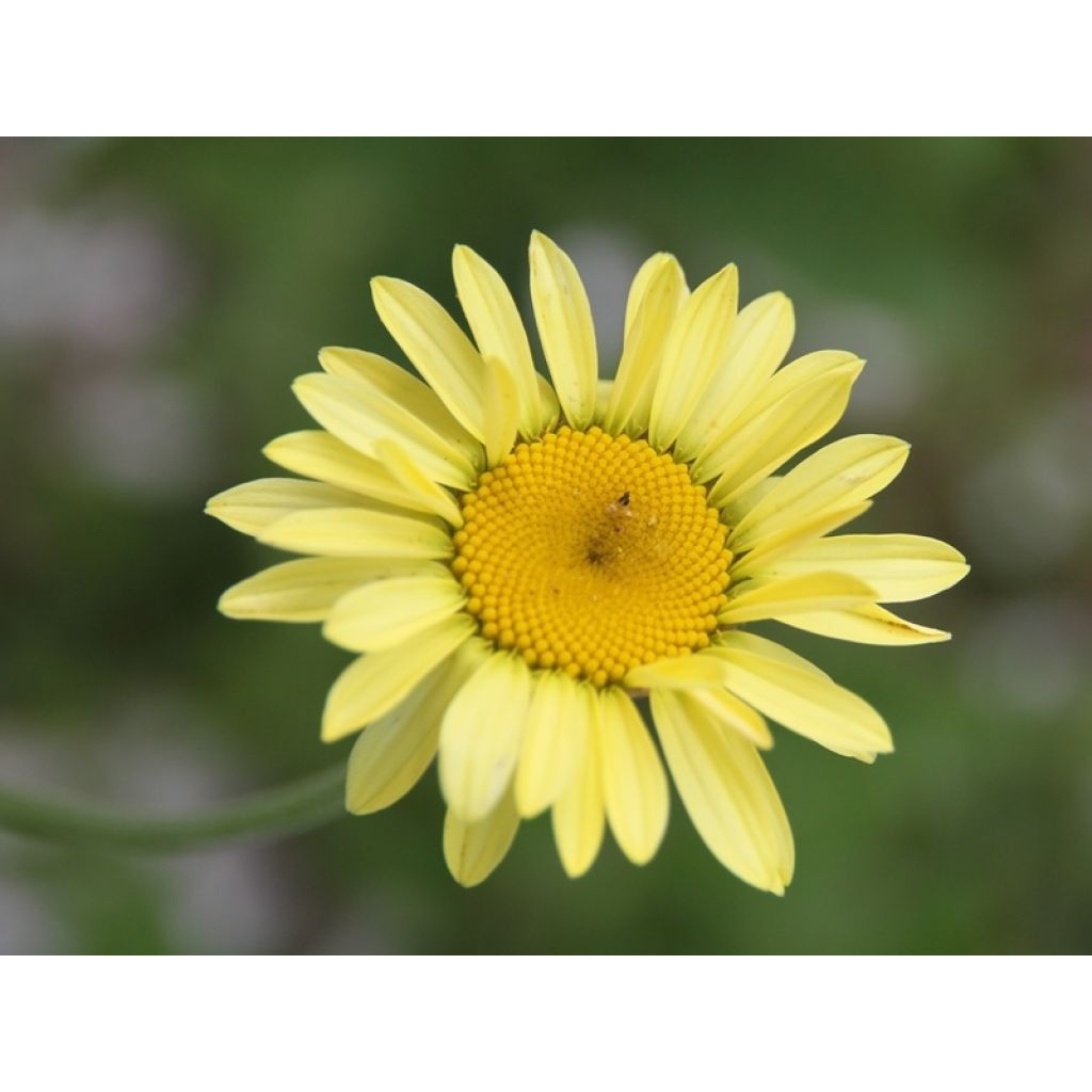 Anthemis tinctoria E.C. Buxton - Fausse Camomille