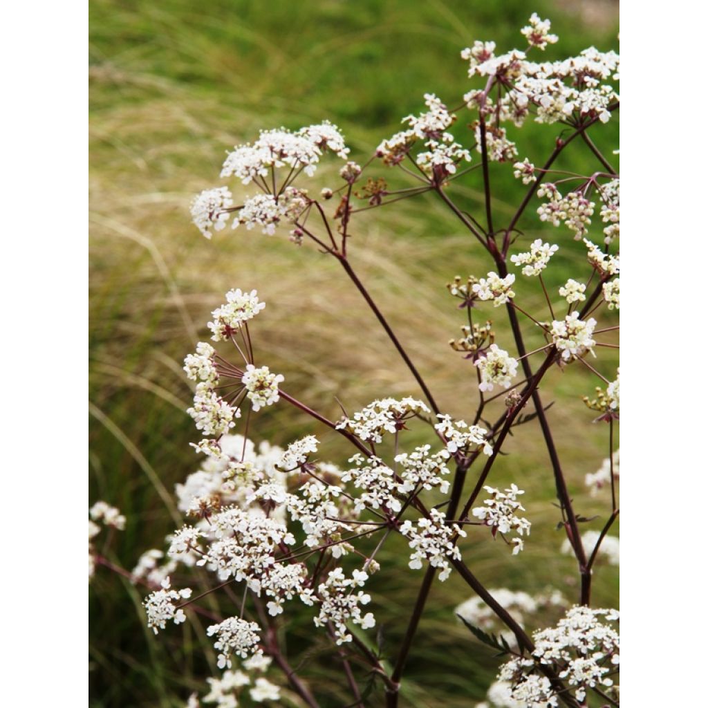 Anthriscus sylvestris Ravenswing - Cerfeuil sauvage