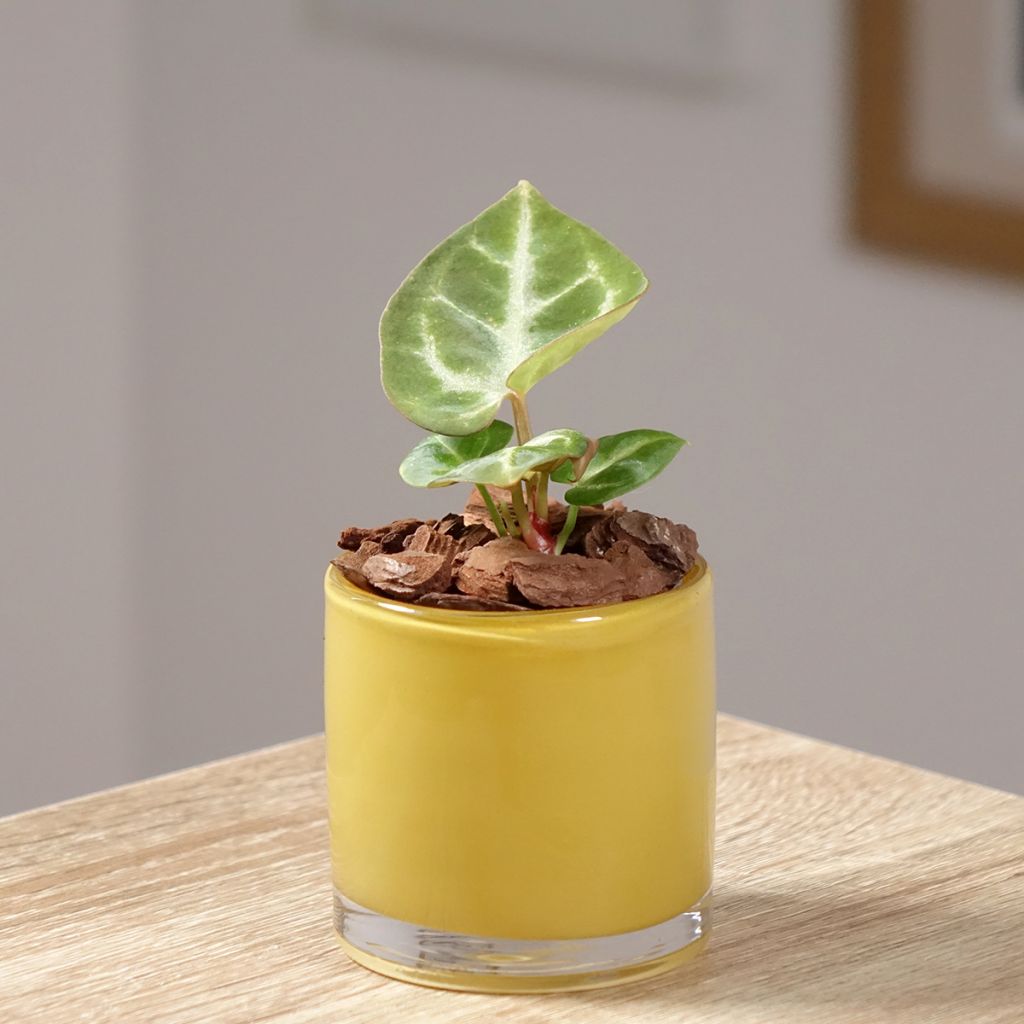 Anthurium Crystal Hope