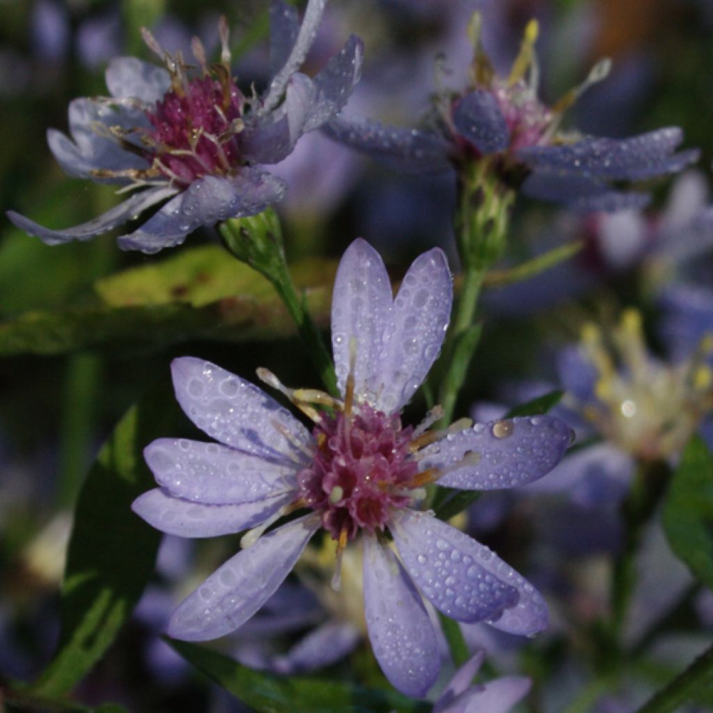 Aster cordifolius Idéal
