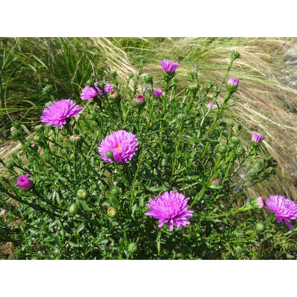 Aster novi-belgii Patricia Ballard - Aster grand d’automne