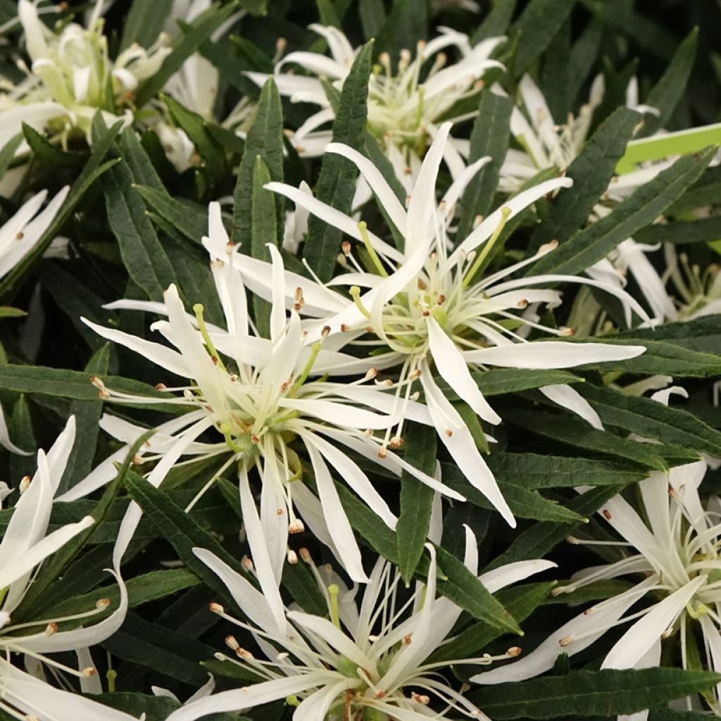 Azalée japonaise Star Style White - Azalea japonica