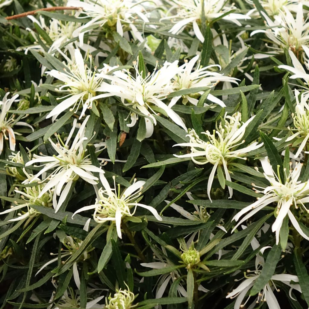 Azalée japonaise Star Style White - Azalea japonica