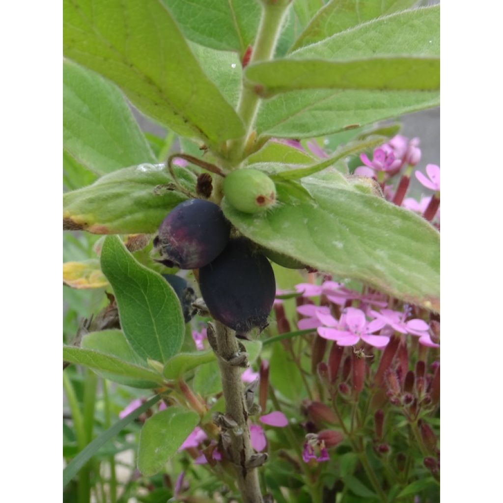 mi mai, les baies sont presque mûres