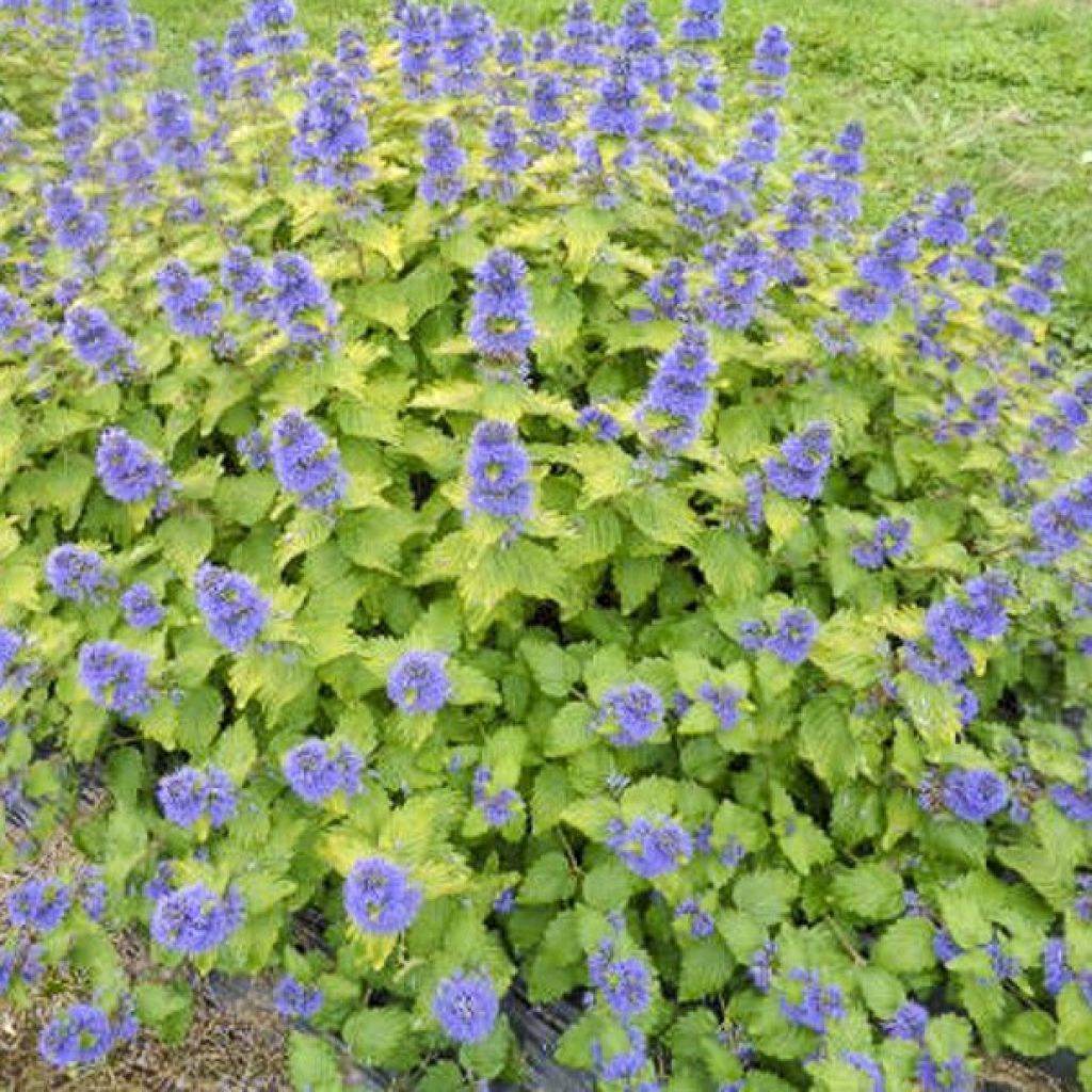 Caryopteris clandonensis Good as Gold - Spirée bleue