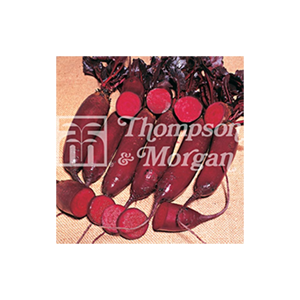 Betterave rouge Alto F1 - Beta vulgaris