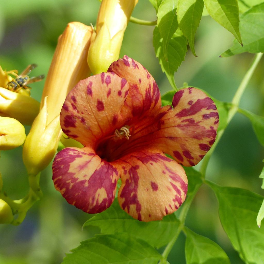 Bignone Orangeade - Campsis x tagliabuana Tracamp