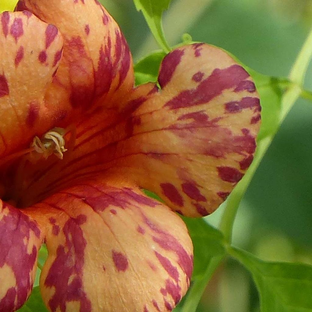 Bignone Orangeade - Campsis x tagliabuana Tracamp