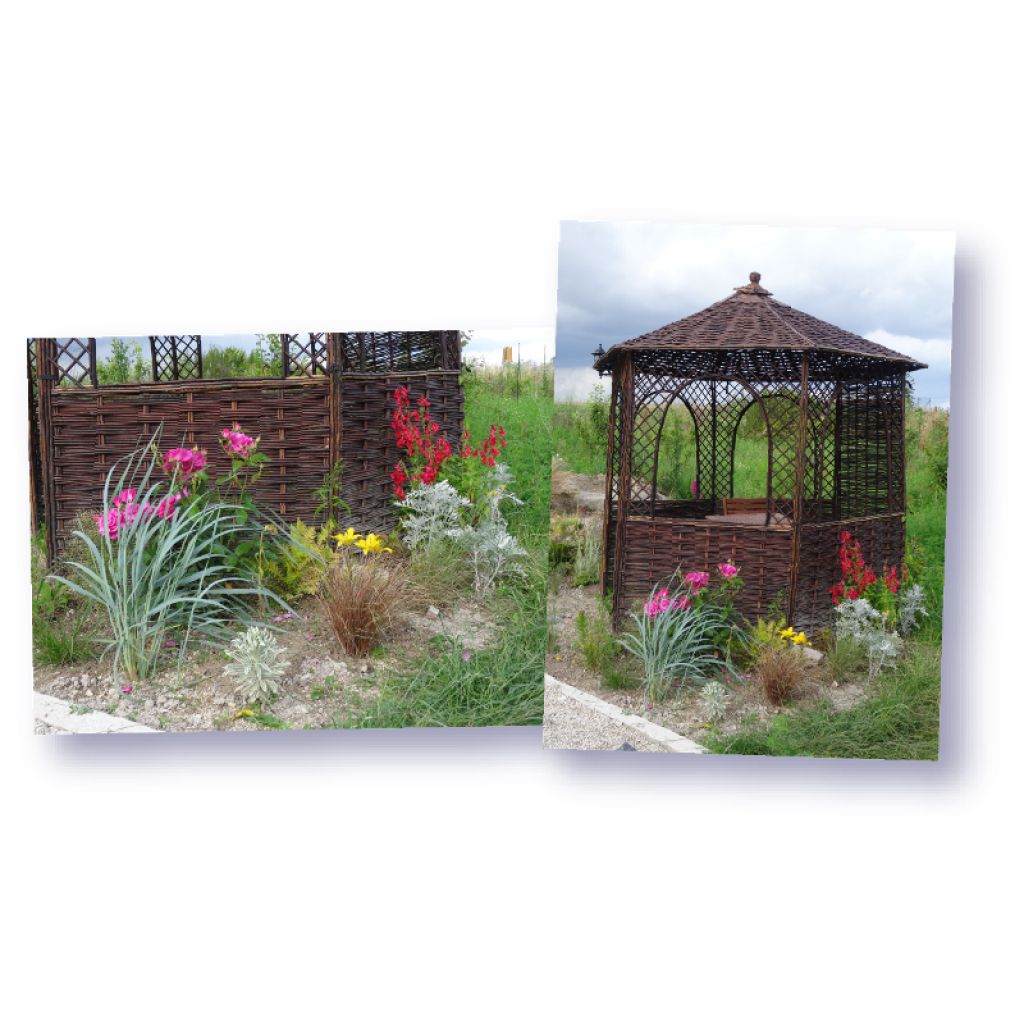 Leymus arenarius - Blé d'Azur