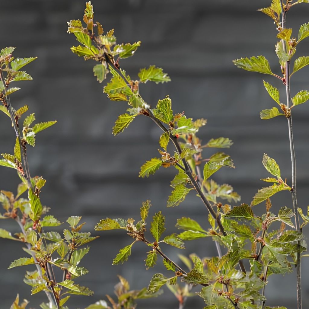 Bouleau pleureur Fuzzy Feathers - Betula pendula