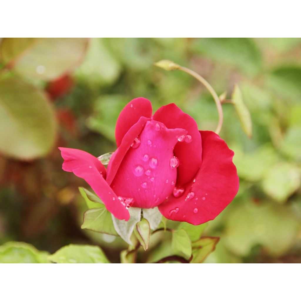 Rosier à grandes fleurs Dame de Coeur