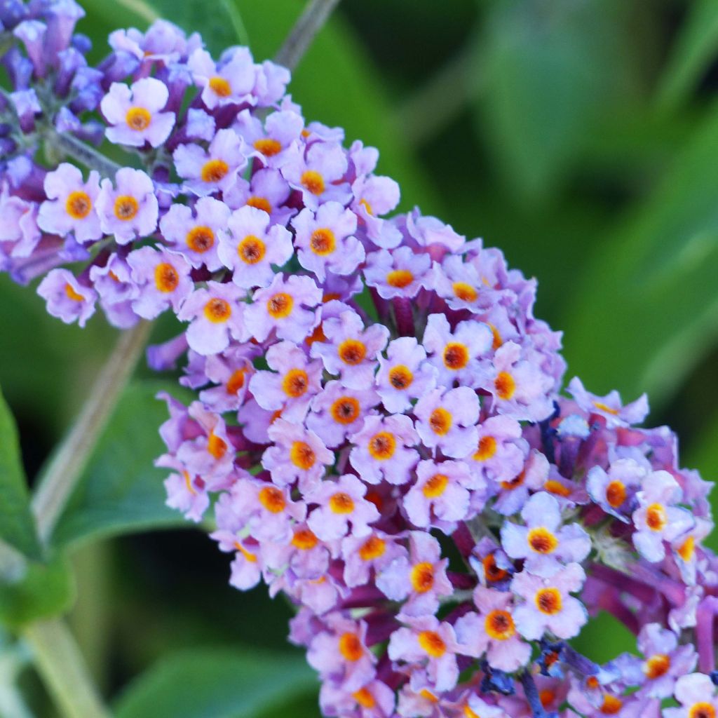 Buddleia Flower Power (Bicolor) - Arbre aux papillons
