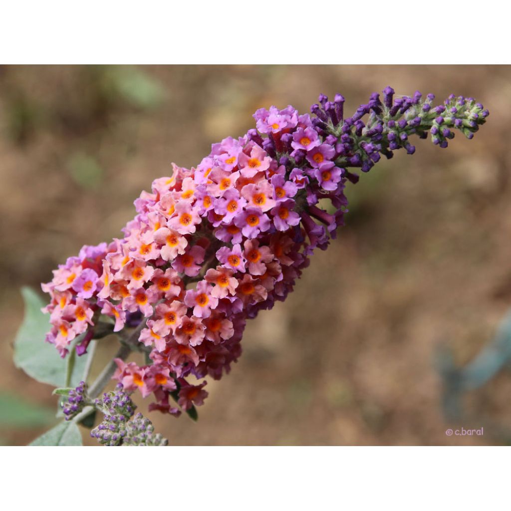 Buddleia Flower Power (Bicolor) - Arbre aux papillons