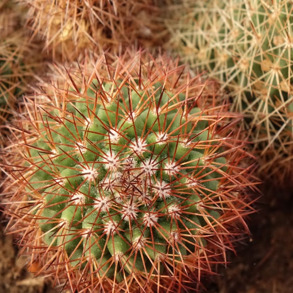 Cactus - Mammillaria ernestii var. rubrispina