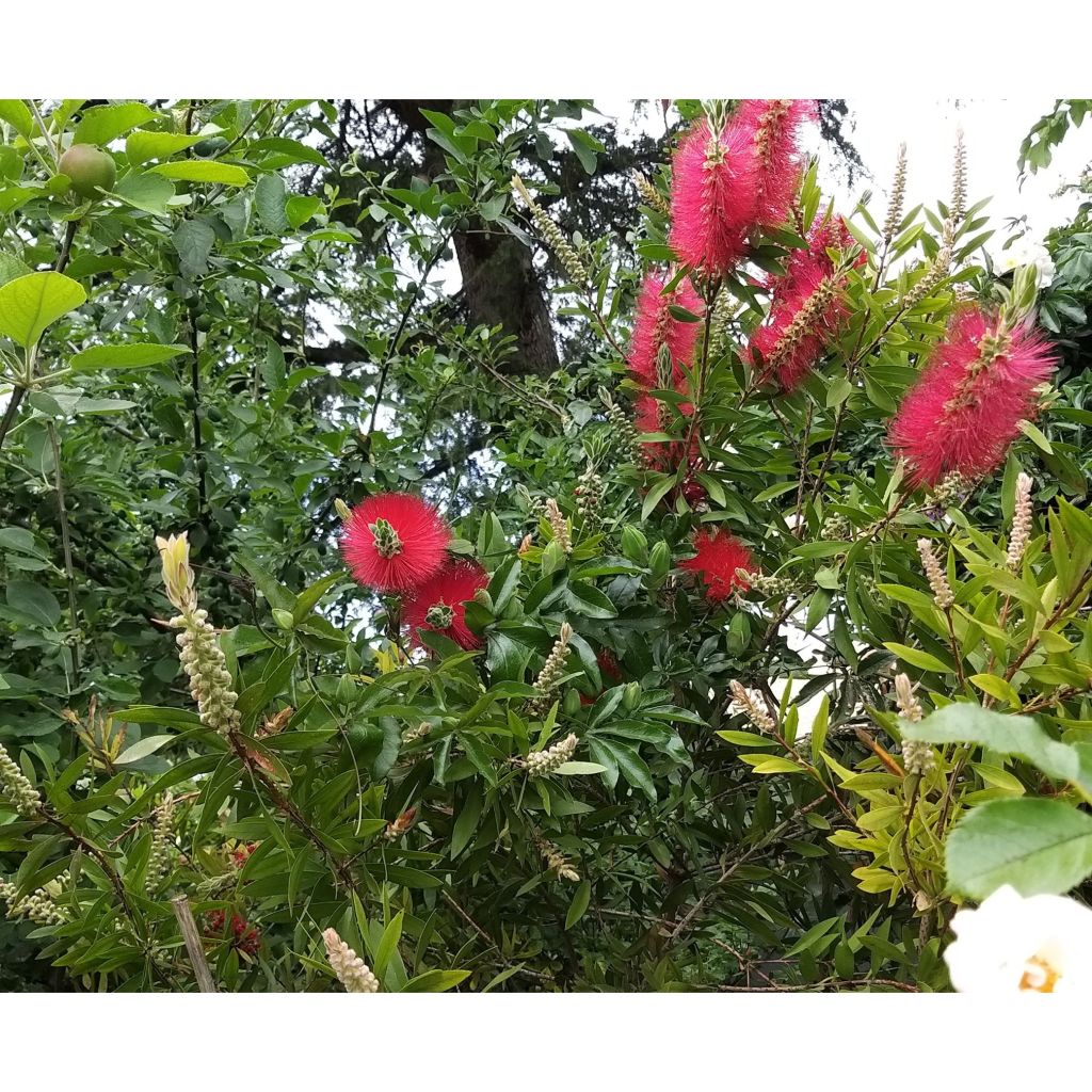Callistemon citrinus Splendens - Rince-bouteille