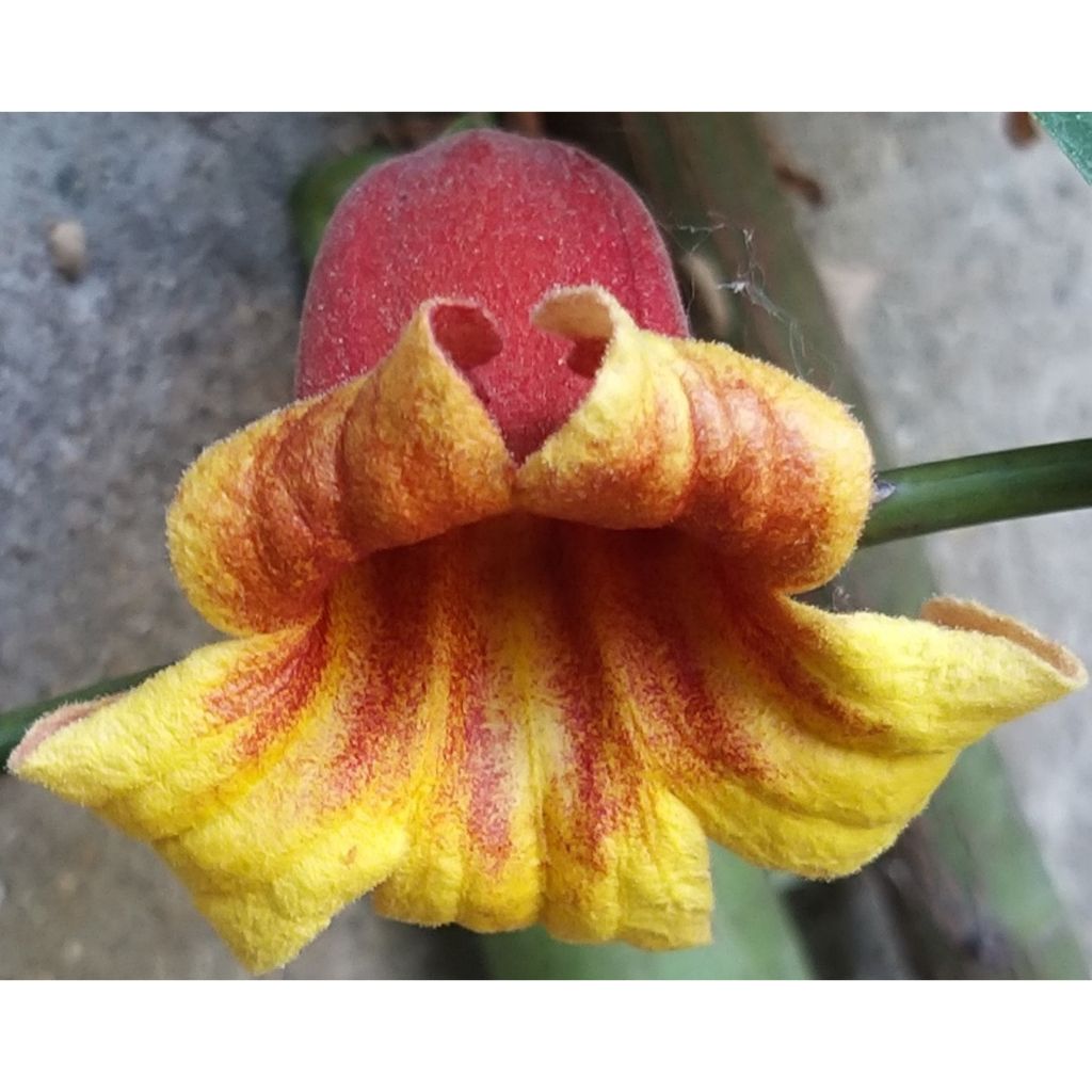 Campsis capreolata - Bignone à vrilles