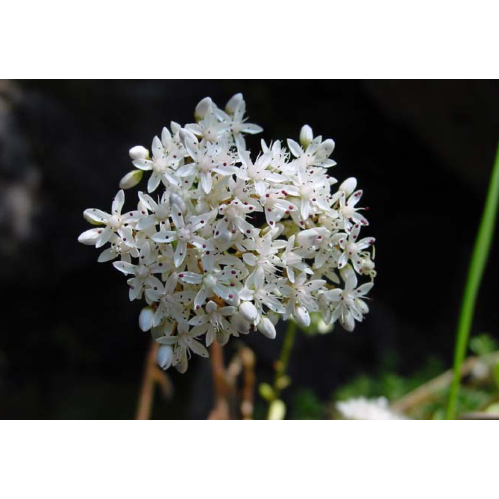 Sedum album Murale - Orpin blanc