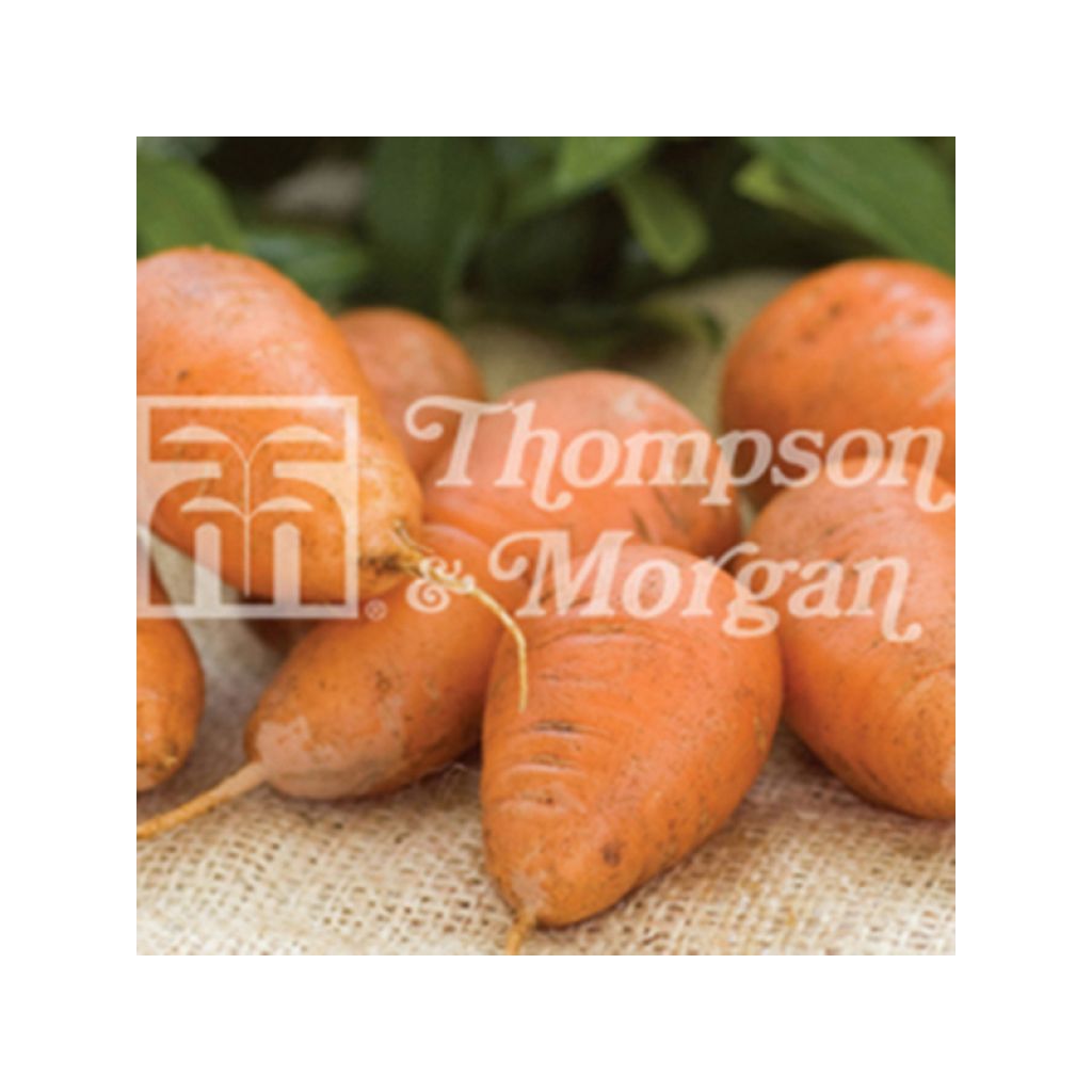 Carotte Caracas - Daucus carota 