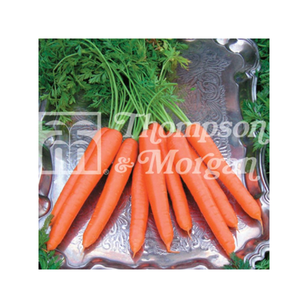 Carotte Tendersnax F1 - Daucus carota 